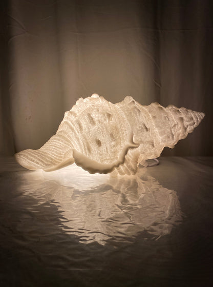 Conch Shell Reef Lamp