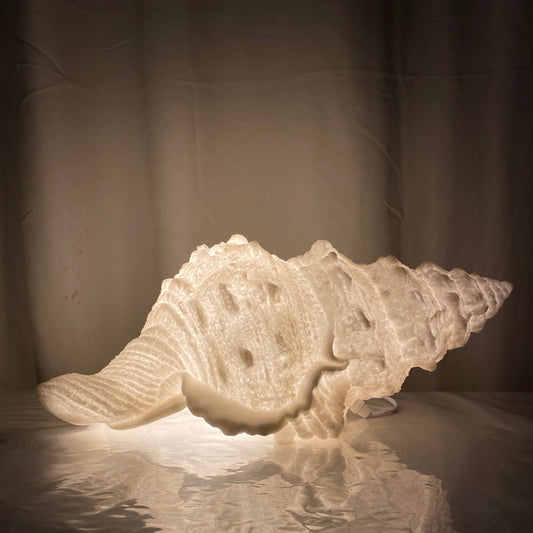 Conch Shell Reef Lamp