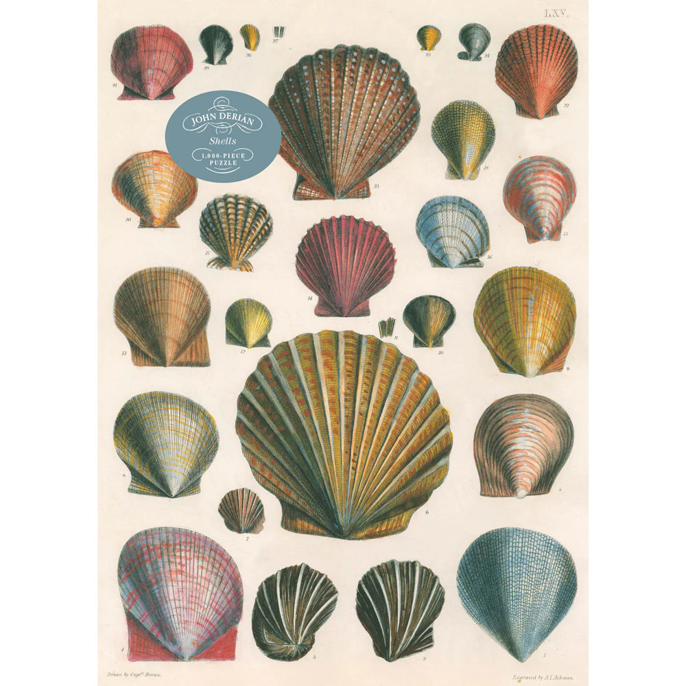 John Derian- Shells Puzzle - 1000Pce