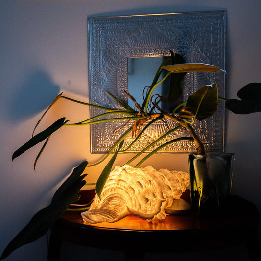 Conch Shell Reef Lamp - FREE Shipping Australia Wide