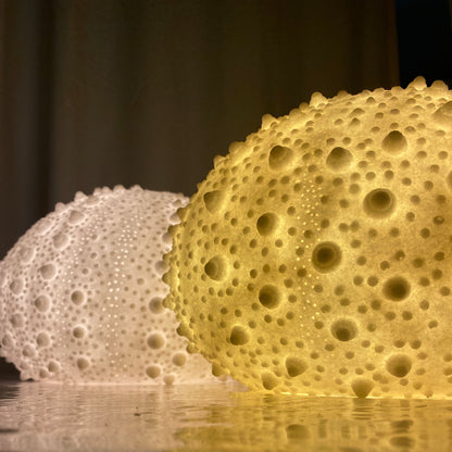 Sea Urchin Shell, Reef Lamp - Extra Large