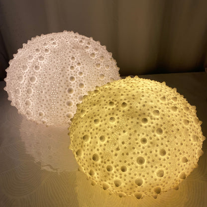 Sea Urchin Shell, Reef Lamp - Extra Large