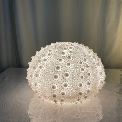 Sea Urchin Shell, Reef Lamp - Extra Large