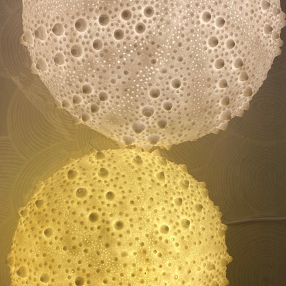 Sea Urchin Shell, Reef Lamp - Extra Large