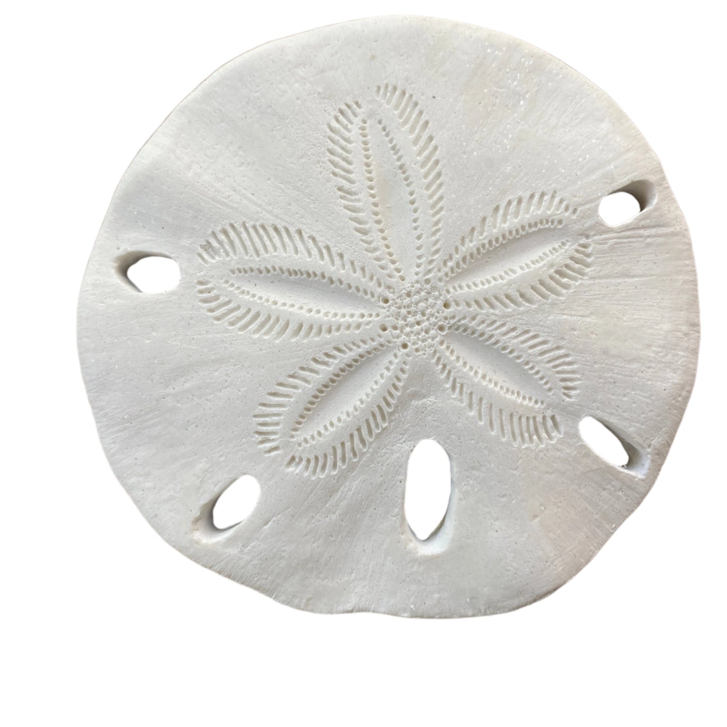 Sand Dollar Wall Plaque