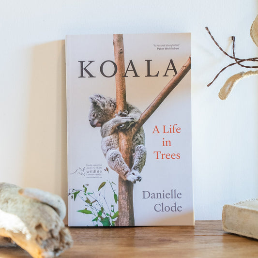 Koala A Life in Trees