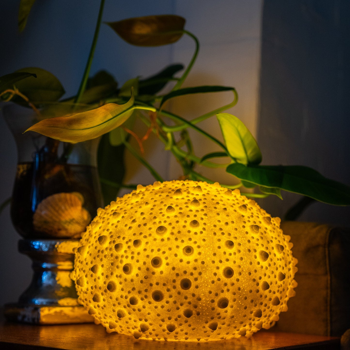 Sea Urchin Reef Lamp , Starfish Studio