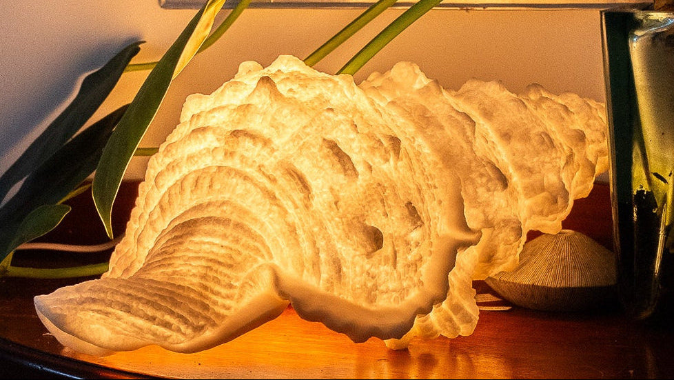 conch shell lam pStarfish studio