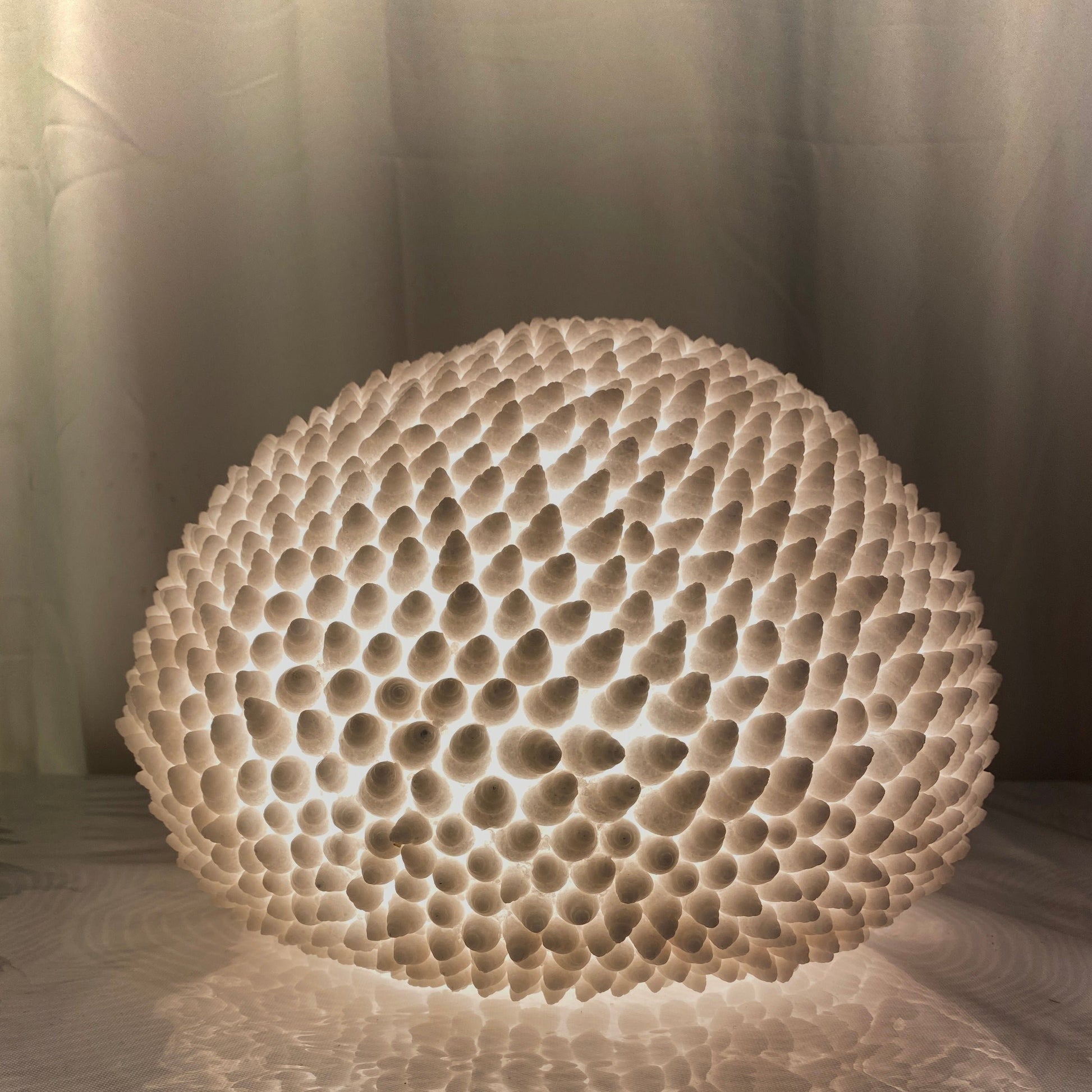 Handcrafted Cone Shell Reef Lamp glowing with warm ambient light