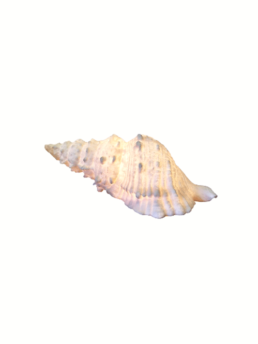 Conch Shell Reef Lamp